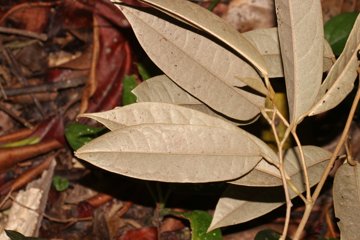 Cullenia ceylanica (Gardner) Wight ex K.Schum.